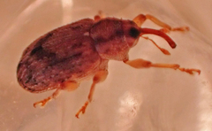 Lignyodes bischoffi