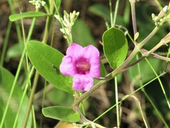 Fridericia platyphylla