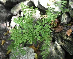 Adiantum tenerum