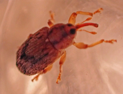 Lignyodes bischoffi