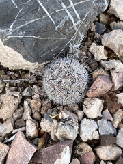 Mammillaria grahamii