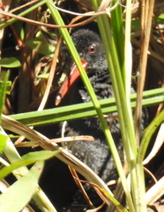 Rallus caerulescens