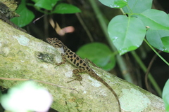Anolis sabanus