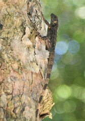 Ctenosaura similis
