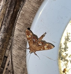 Glyphodes canthusalis