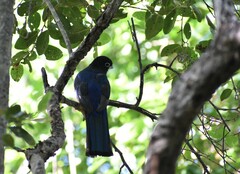 Trogon melanocephalus
