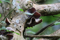 Auricularia cornea