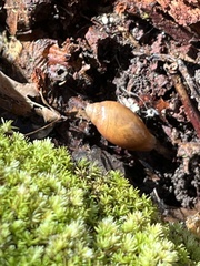 Euglandina rosea