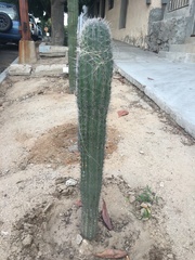 Pachycereus