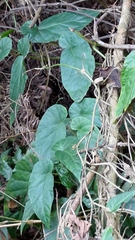 Begonia longifolia