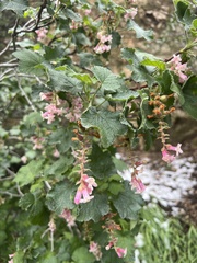 Ribes malvaceum
