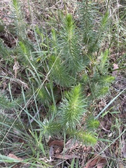 Melichrus urceolatus