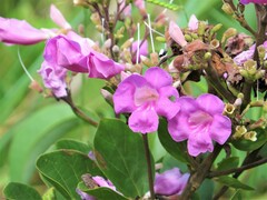 Fridericia platyphylla