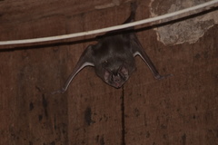 Desmodus