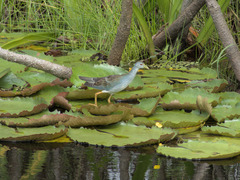 Porphyrio flavirostris
