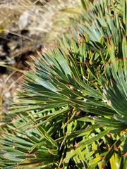 Aciphylla spedenii