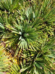 Aciphylla spedenii