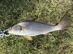 Argyrosomus japonicus