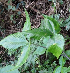Arisaema ringens