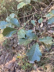 Quercus conzattii