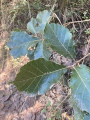 Quercus conzattii