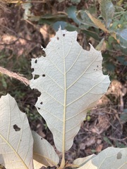 Quercus conzattii