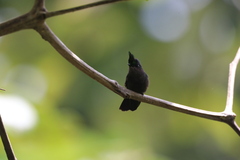 Orthorhyncus cristatus