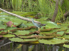 Porphyrio flavirostris