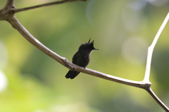 Orthorhyncus cristatus