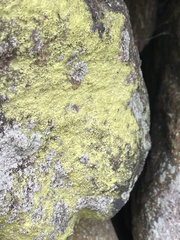 Chrysothrix candelaris