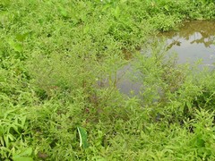 Ludwigia hyssopifolia