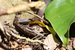 Alsophis rufiventris