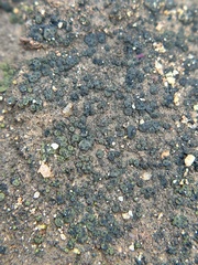 Placidium squamulosum