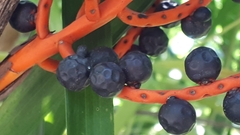 Chamaedorea seifrizii