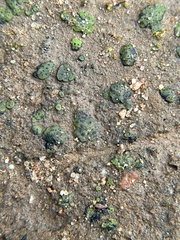 Placidium squamulosum