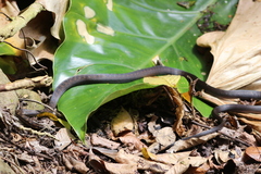 Alsophis rufiventris