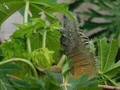 Iguana iguana