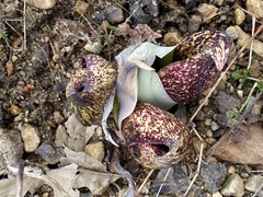 Symplocarpus foetidus