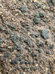 Placidium squamulosum