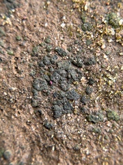 Placidium squamulosum