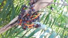 Chamaedorea seifrizii