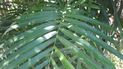 Chamaedorea seifrizii