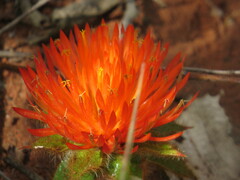 Gomphrena arborescens