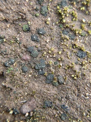 Placidium squamulosum