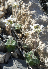 Tomostima cuneifolia