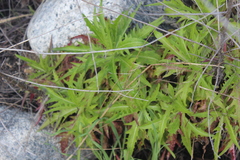 Malacothrix saxatilis