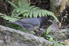 Turdus cardis