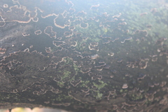 Peniophora malenconii