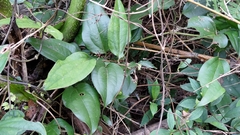 Smilax bracteata