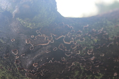 Peniophora malenconii